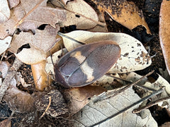 Ergaula Capucina "Burmese Beetle Mimic"