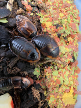 Brystoria Sp. Cuban Burrowing Roach - 12 Count Mix Size