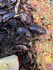 Brystoria Sp. Cuban Burrowing Roach - 12 Count Mix Size