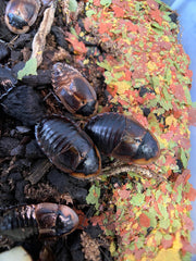 Brystoria Sp. Cuban Burrowing Roach - 12 Count Mix Size