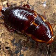 Eurycotis Floridana Big Torch Key - 12 Count Mixed Size Roach