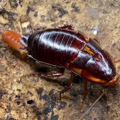 Eurycotis Floridana "Big Torch Key"