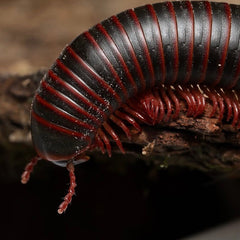 Narceus americanus “West TN” cb specimens millipede