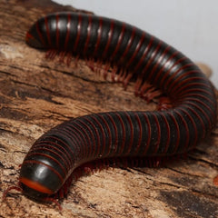 Narceus americanus “West TN” cb specimens millipede