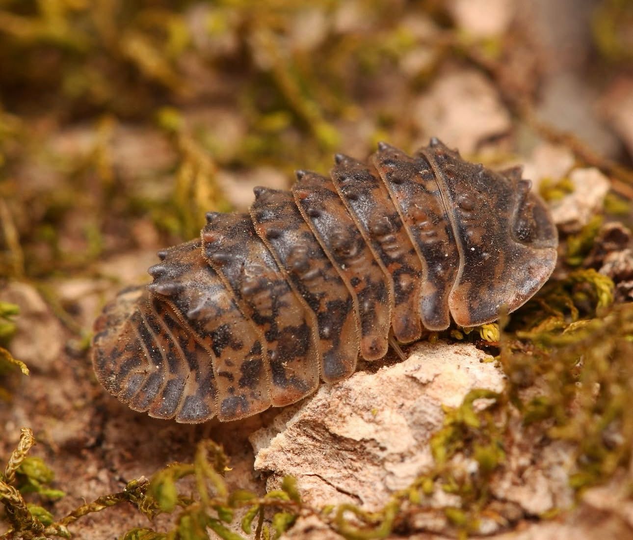 Isopoda sp. “Crocodillo”
