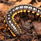 Orthomorpha communis Millipede " Yellow Dragon"