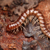 Oxidus sp. “Three Way Spiky” millipede
