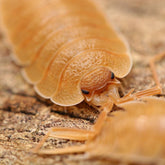 Porcellio nicklesi “Orange"