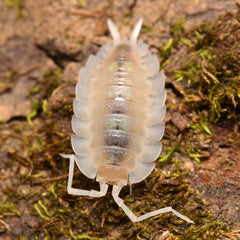 Porcellio succinctus “My Printer Ran Out Of Ink”