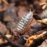 Porcellionides Sp. "Big Pine Key"