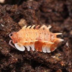 Pseudarmadillo guillianus Spiky