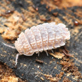 Reductoniscus tuberculatus Spiky