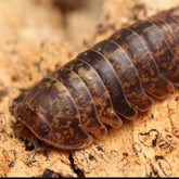 Filipinodillo maculatum “Lapu”