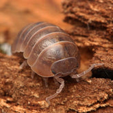 Armadillidium vulgare “Barcelona”