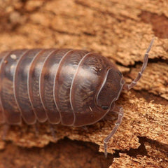 Armadillidium vulgare “Barcelona”