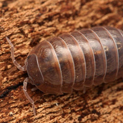 Armadillidium vulgare “Barcelona”