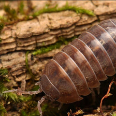 Armadillidium vulgare “Barcelona”