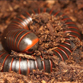 Narceus americanus “West TN” cb specimens millipede