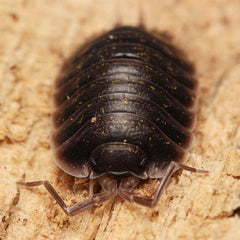 Porcellio flavomarginatus “Crete”