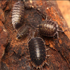 Porcellio flavomarginatus “Crete”
