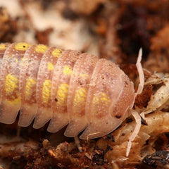 Armadillidium Granulatum “T+”