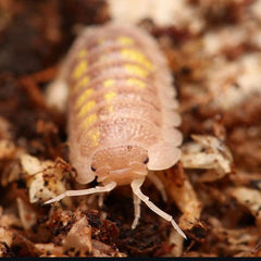Armadillidium Granulatum “T+”