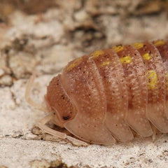 Armadillidium Granulatum “T+”