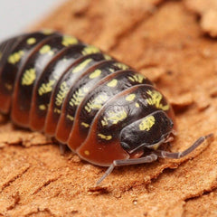 Armadillidium “Twisted Clowns”