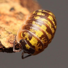 Armadillidium “Twisted Clowns”
