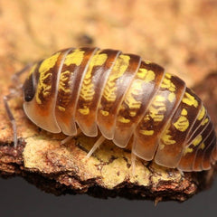 Armadillidium “Twisted Clowns”