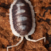Porcellio “Succinctus”