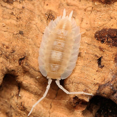 Porcellio “Succinctus”