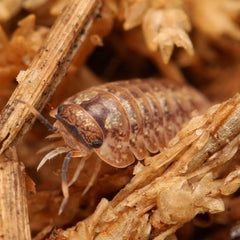 Dryadillo sp. “Wood Grain”