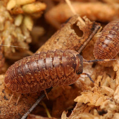 Dryadillo sp. “Wood Grain”