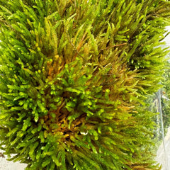 American climacium moss