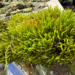 American climacium moss