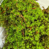 Catherine's moss - Atrichum undulatum