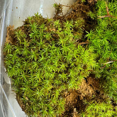 Catherine's moss - Atrichum undulatum