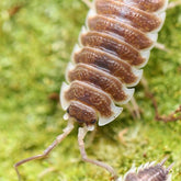 Porcellio hoffmannseggi “Chocolate”