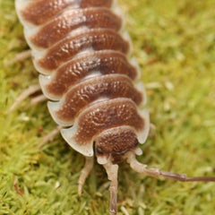 Porcellio hoffmannseggi “Chocolate”