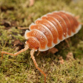 Porcellio hoffmannseggi “Orange”