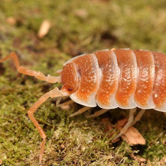 Porcellio hoffmannseggi “Orange”