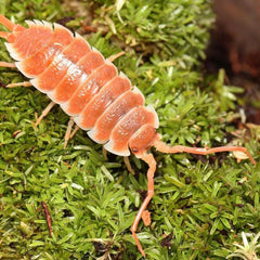 Porcellio hoffmannseggi “Orange”