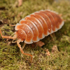 Porcellio hoffmannseggi “Orange”