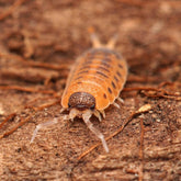 Porcellio vulcanius