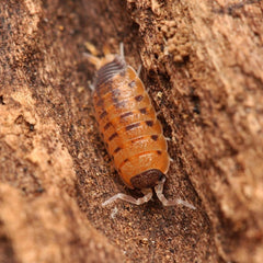 Porcellio vulcanius
