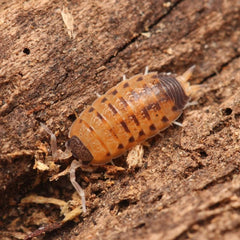 Porcellio vulcanius
