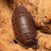 Porcellio leavis “Big Pine Key”