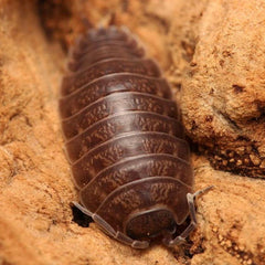 Porcellio leavis “Big Pine Key”