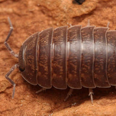 Porcellio leavis “Big Pine Key”